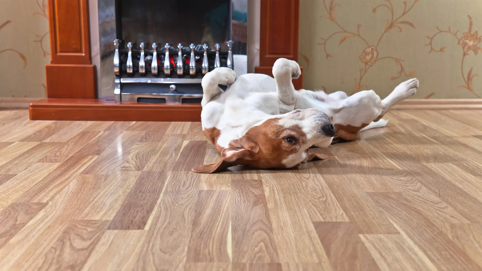 best-flooring-for-pets Pet dog rolling on hardwood floor.